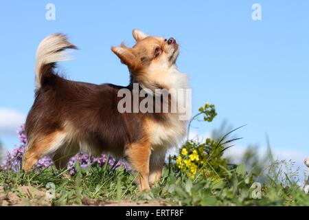 Langhaar Chihuahua Stockfoto
