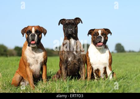 Deutscher Boxer Stockfoto