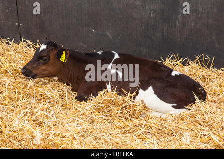 Acht Wochen alte Molkerei Kalb bei Cheriton mittleren Farm, Cheriton, Hampshire, England, Vereinigtes Königreich. Stockfoto