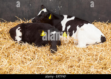 Acht Wochen alte Milchkälber bei Cheriton mittleren Farm, Cheriton, Hampshire, England, Vereinigtes Königreich. Stockfoto