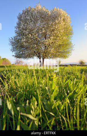 einzigen Baum im Frühling auf der grünen Wiese Stockfoto