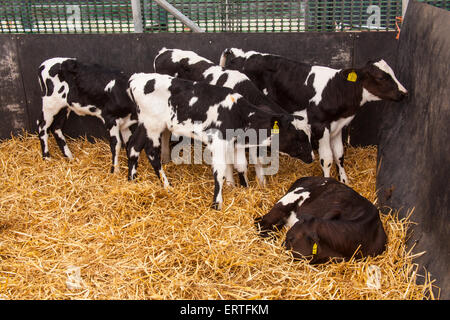 Acht Wochen alte Milchkälber bei Cheriton mittleren Farm, Cheriton, Hampshire, England, Vereinigtes Königreich. Stockfoto