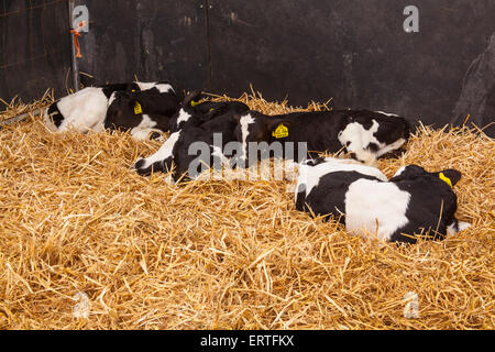 Acht Wochen alte Milchkälber bei Cheriton mittleren Farm, Cheriton, Hampshire, England, Vereinigtes Königreich. Stockfoto