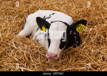 Acht Wochen alte Molkerei Kalb bei Cheriton mittleren Farm, Cheriton, Hampshire, England, Vereinigtes Königreich. Stockfoto