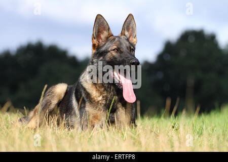 liegenden Osten Deutscher Schäferhund Stockfoto