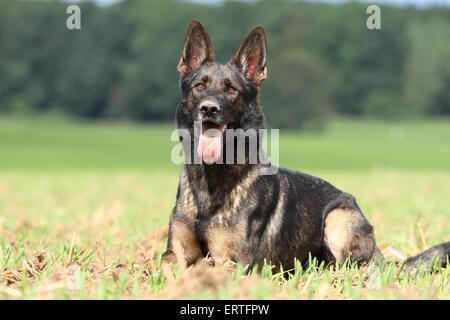 liegenden Osten Deutscher Schäferhund Stockfoto