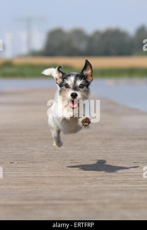 Jack Russell Terrier laufen Stockfoto