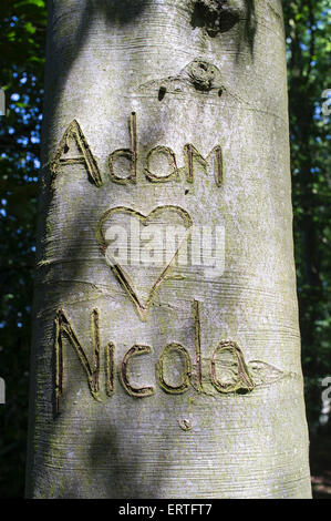 Adam liebt Nicola Carved in Rinde der Buche Stockfoto