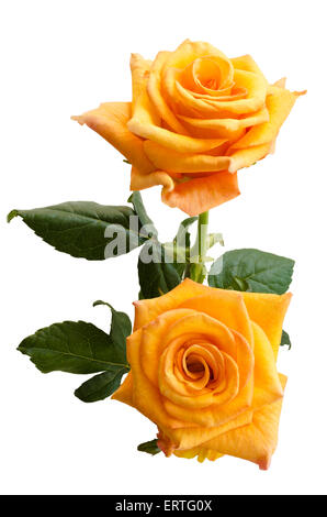 Schöne zwei gelblich orange Rosen isoliert auf weißem Hintergrund. Draufsicht. Stockfoto