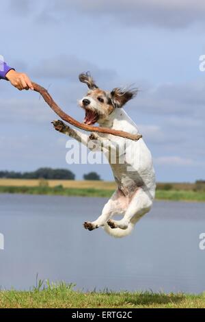 Mongrel springen Stockfoto