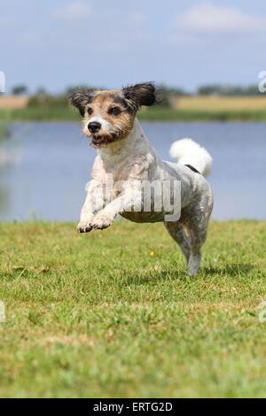 Mongrel läuft Stockfoto