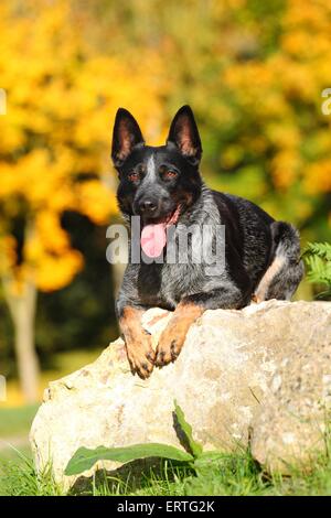 Australian Cattle Dog liegend Stockfoto