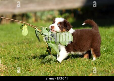 Australian Shepherd Welpen Stockfoto