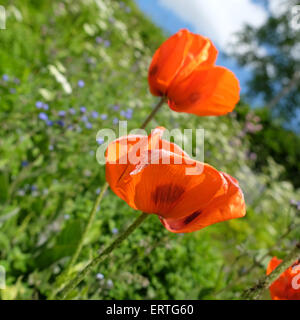 Herefordshire UK Juni 2015. Riesige Mohn Blumen genießen die Möglichkeit, gemeinsam heute in der warmen Sonne in Herefordshire Garten blühen. Diese kurzlebigen Blumen dauert nur ein paar Tage. Stockfoto