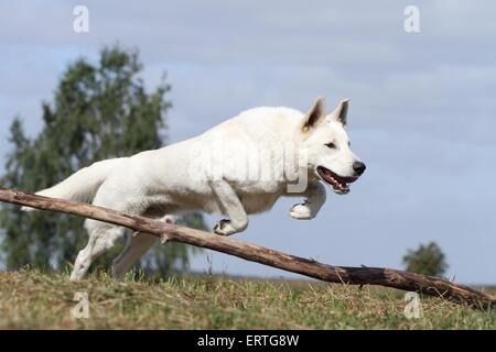 Weiße Schweizer Schäferhund springen Stockfoto