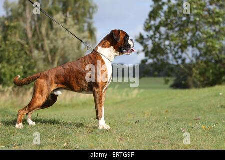 Deutscher Boxer Stockfoto