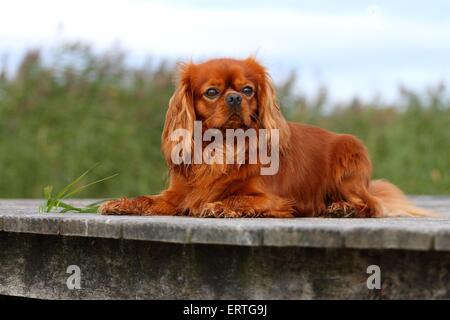Cavalier King Charles Spaniel liegend Stockfoto