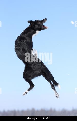 Border-Collie springen Stockfoto