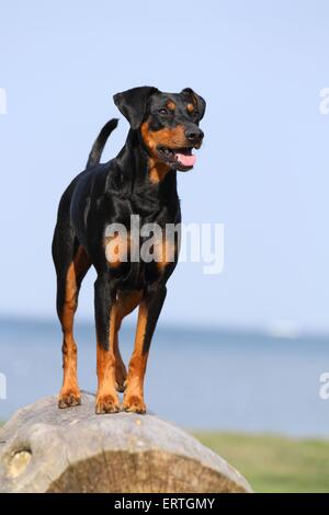 Deutsche Pinscher Stockfoto