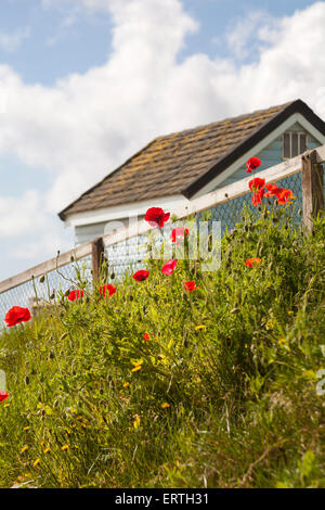 Wildblumen und Strandhütten in Alum Chine, Bournemouth, Dorset, Großbritannien im Juni Stockfoto