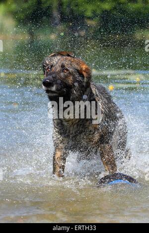 Deutscher Schäferhund schütteln Stockfoto