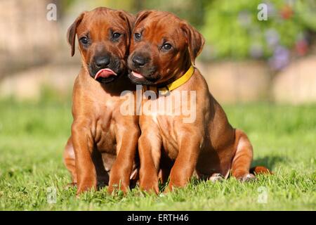 Rhodesian Ridgeback Welpen Stockfoto