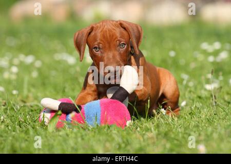 Rhodesian Ridgeback Welpen Stockfoto