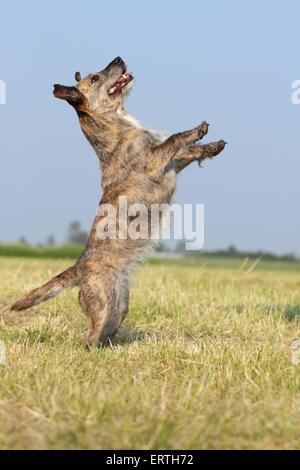 Mischling zeigt trick Stockfoto