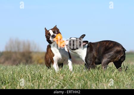 2 Boston Terrier Stockfoto