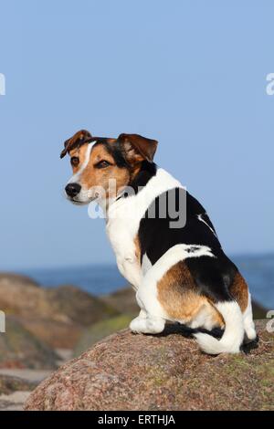 Jack-Russell-Mischling zu sitzen Stockfoto