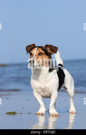 Jack-Russell-Mischling stehend Stockfoto
