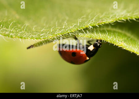 Marienkäfer (Coccinella Septempunctata) auf einem Blatt Stockfoto