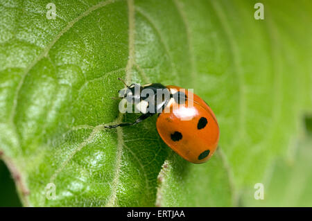 Marienkäfer (Coccinella Septempunctata) auf einem Blatt Stockfoto