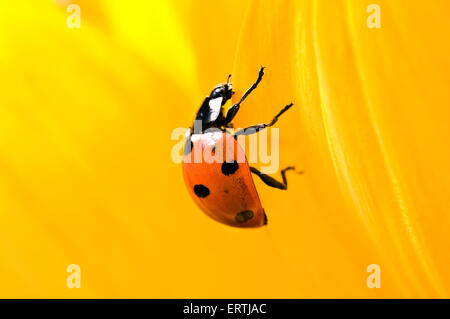Marienkäfer (Coccinella Septempunctata) auf eine Sonnenblume Stockfoto