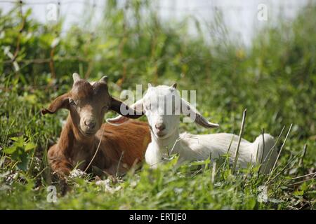 langohrige Ziege Stockfoto