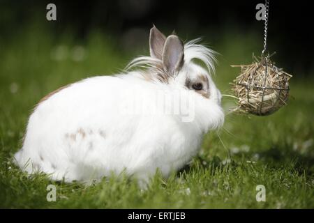 Zwerg Kaninchen Stockfoto