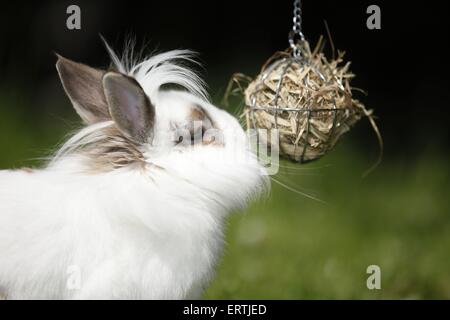 Zwerg Kaninchen Stockfoto