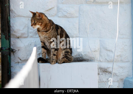 Tabby Katze sitzt im Schatten am Zählerkasten vor weißen Wand. Stockfoto