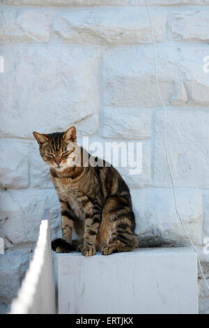 Tabby Katze sitzt im Schatten am Zählerkasten vor weißen Wand. Stockfoto