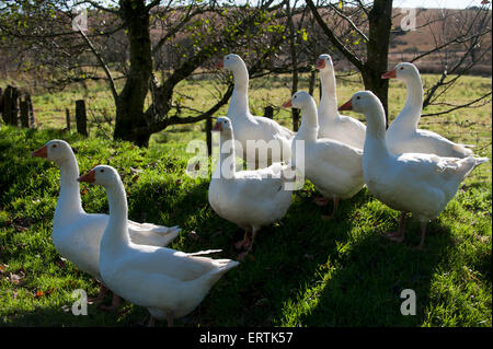 Gänse (Anser Anser Domestica) Devon England Europa Stockfoto