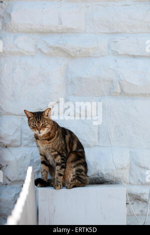 Tabby Katze sitzt im Schatten am Zählerkasten vor weißen Wand. Stockfoto