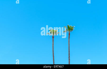 Zwei Palmen vor blauem Himmel Stockfoto