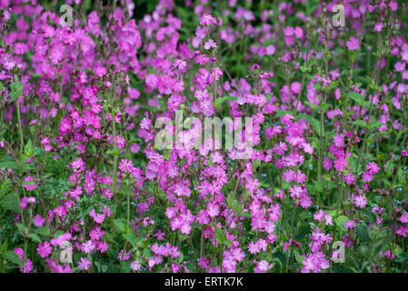 Red Campion (Silene Dioica) wachsen in einer dichten Stand auf einer Lichtung in Kreide Wald. Stockfoto