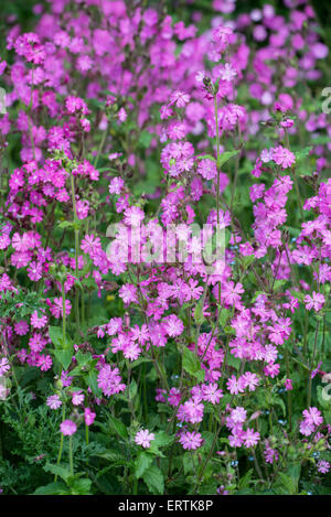 Red Campion (Silene Dioica) wachsen in einer dichten Stand auf einer Lichtung in Kreide Wald. Stockfoto