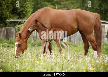 Stute mit Fohlen Stockfoto