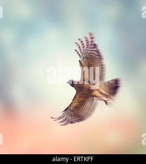 Roten geschultert Hawk im Flug Stockfoto