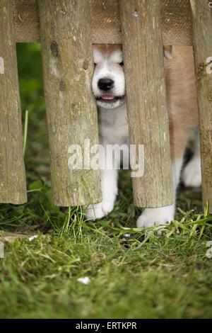 Akita Inu Welpen am Zaun Stockfoto