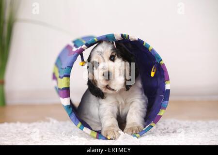 English Cocker Spaniel Welpen Stockfoto