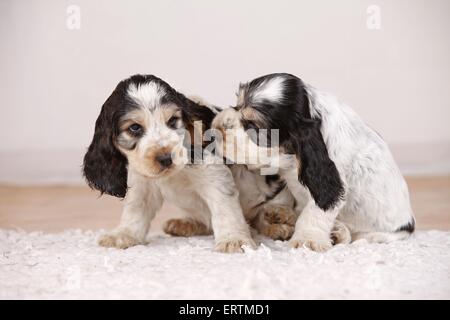 Cocker Welpen sitzen Stockfoto