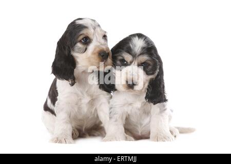 Cocker Welpen sitzen Stockfoto